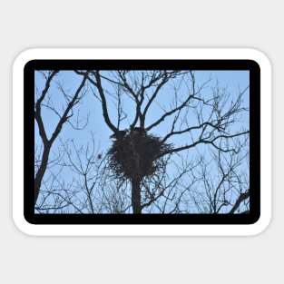 Eagles in Nest Sticker